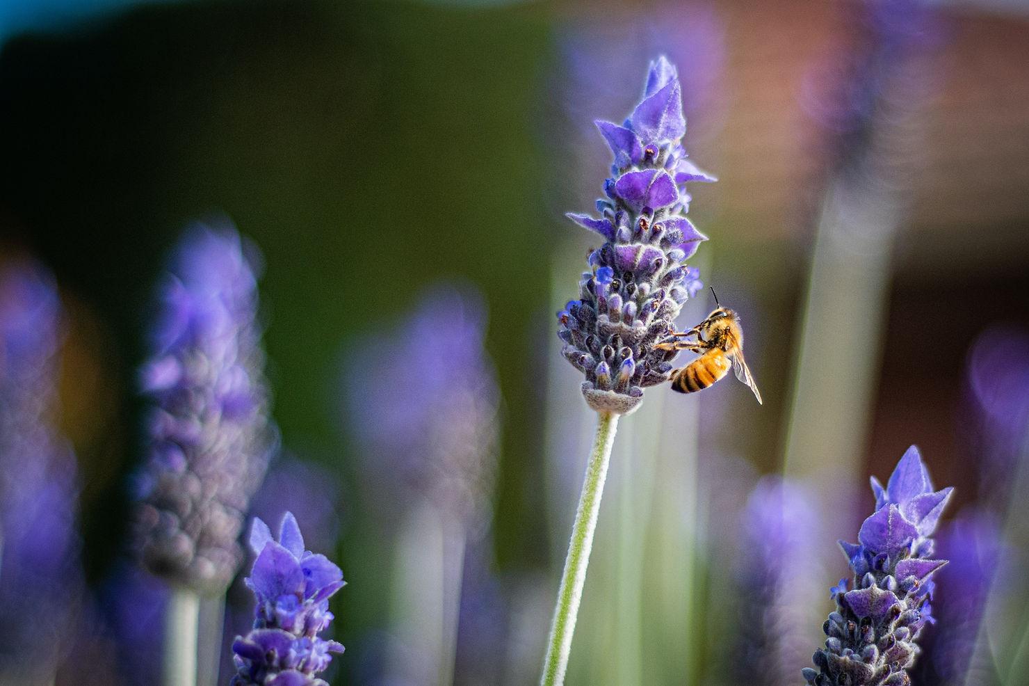 Exploring Biodiversity and Ecosystem Requirements Under EU Regulations